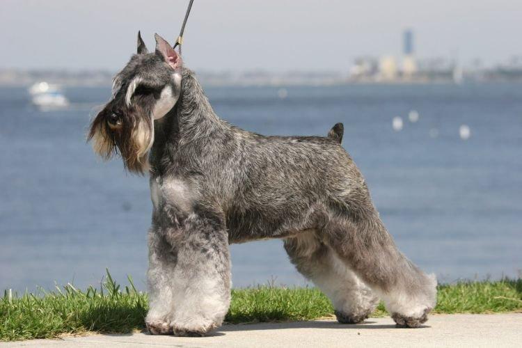 Mittel Schnauzer - Races de chiens de taille moyenne