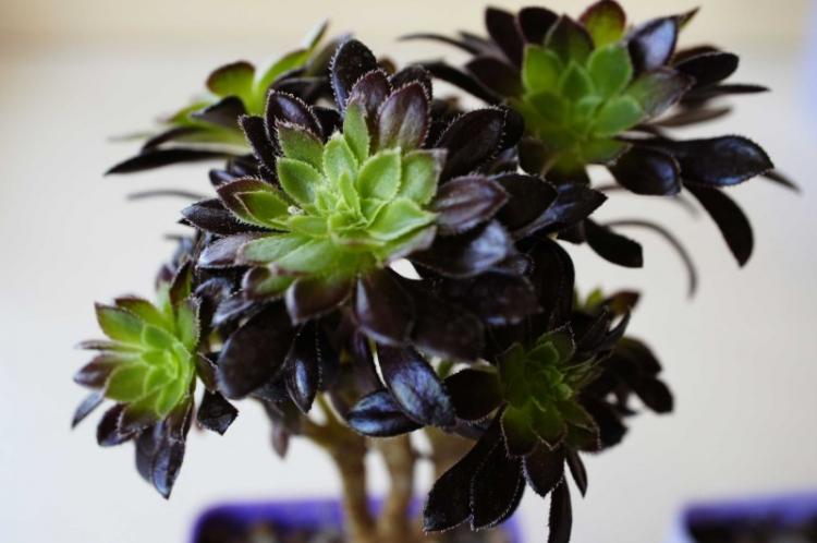 Aeonium - Types de succulentes