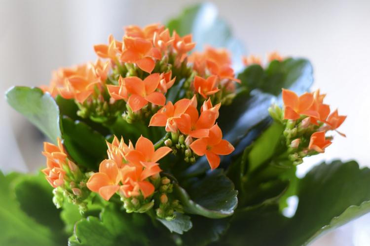 Kalanchoe - Types de succulentes