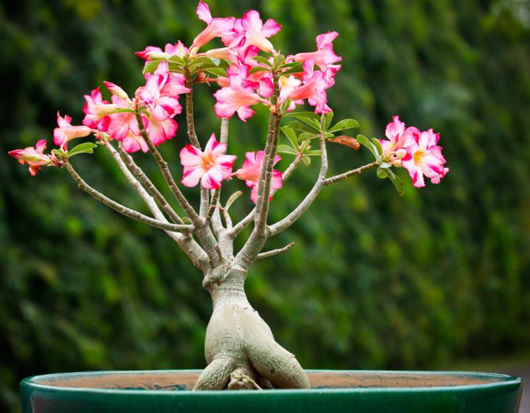 Adenium - Types de succulentes