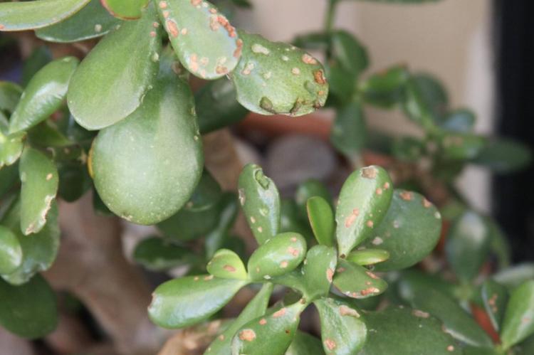 Lutte contre les parasites et les maladies - Plantes succulentes