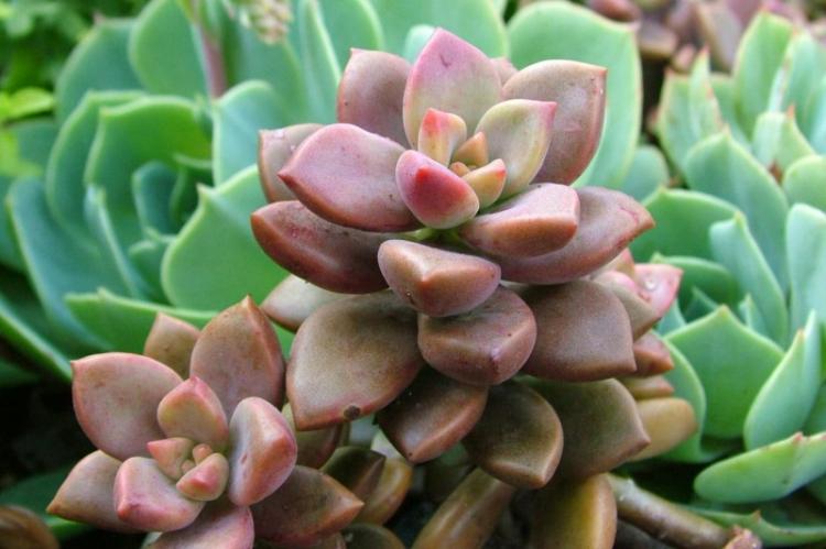 Plantes succulentes - photo