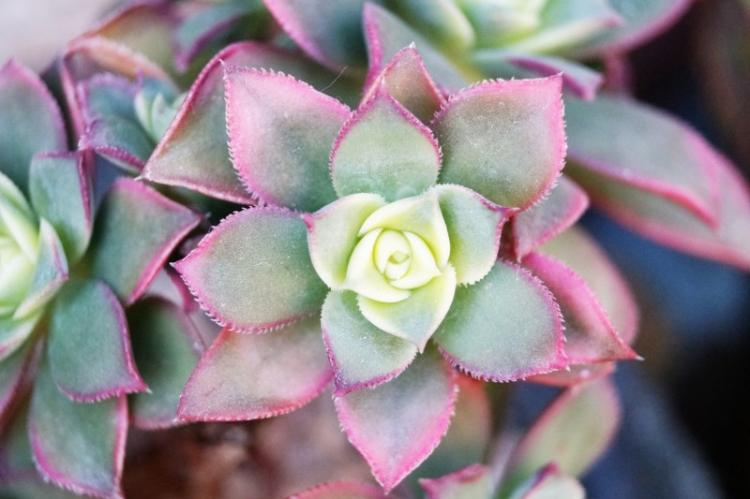 Plantes succulentes - photo