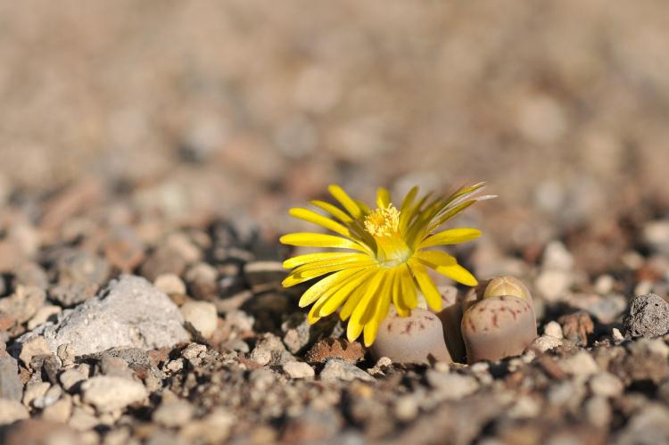 Plantes succulentes - photo