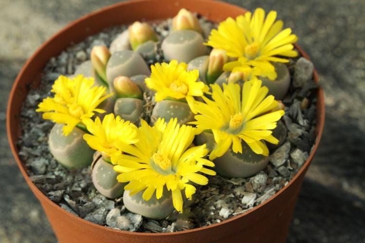 Plantes succulentes - photo