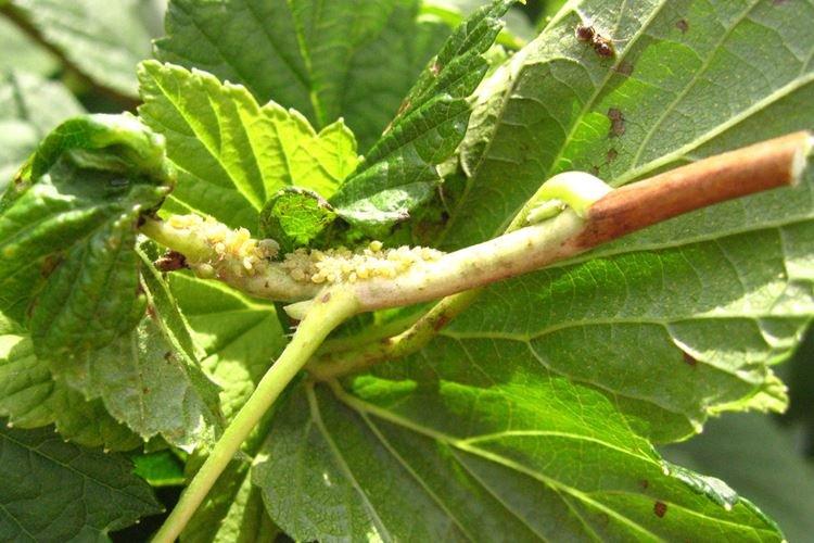 Produits chimiques - Pucerons sur les groseilles, comment traiter