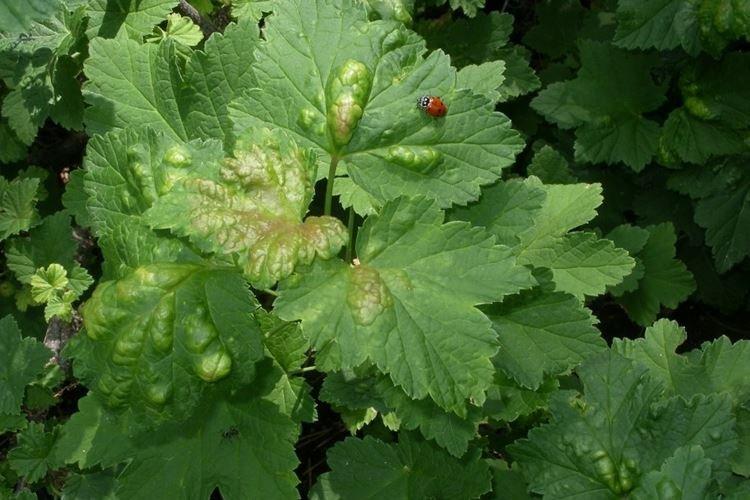 Autres méthodes de lutte contre les pucerons sur les groseilles