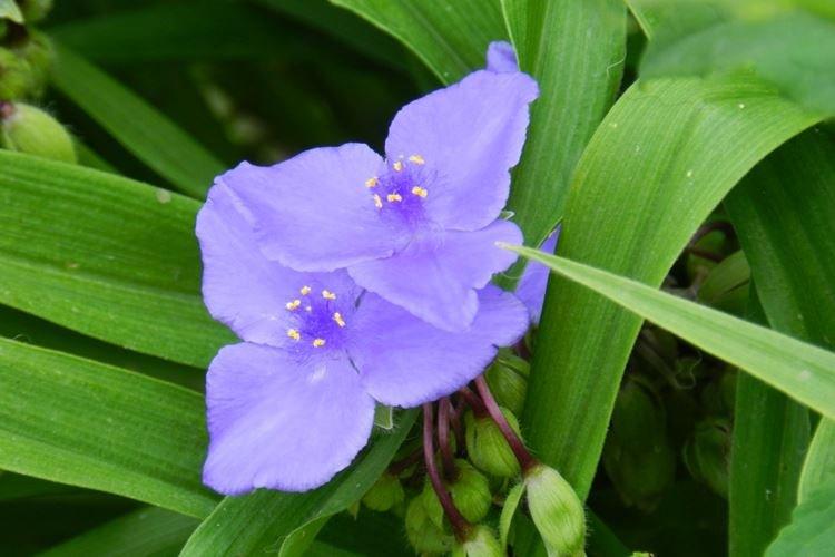 Tradescantia d'Anderson - Types de Tradescantia