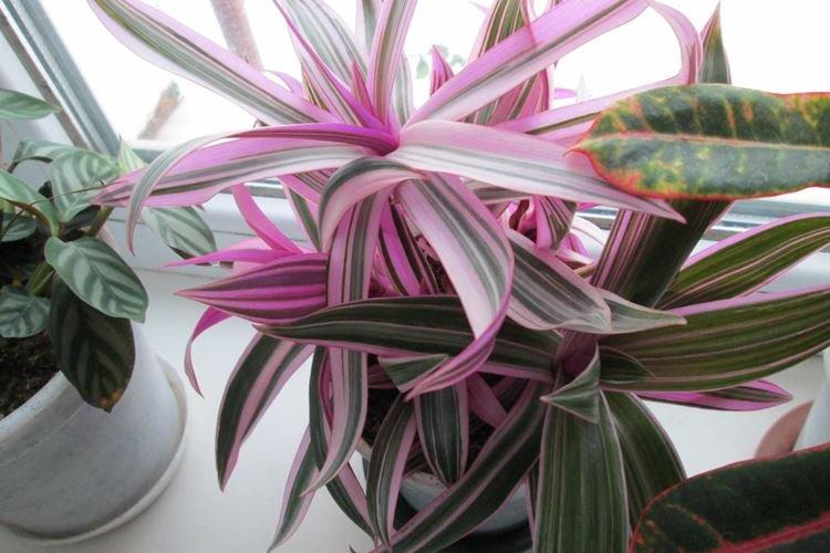 Éclairage - Tradescantia Care