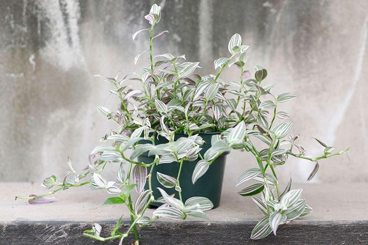 Arrosage - Prendre soin de Tradescantia