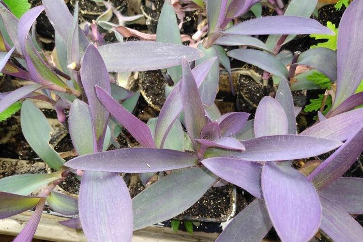 Tradescantia - photo