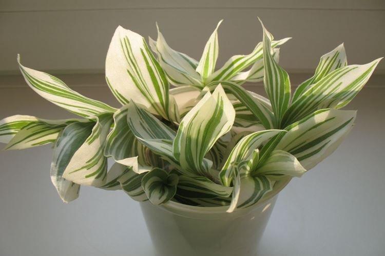 Tradescantia - photo