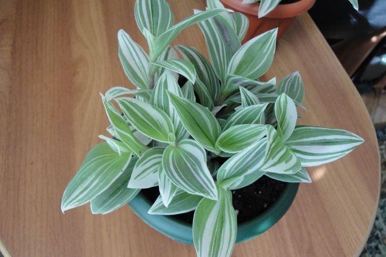 Tradescantia - photo