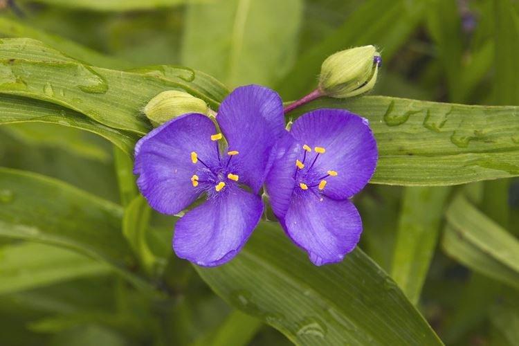 Tradescantia - photo