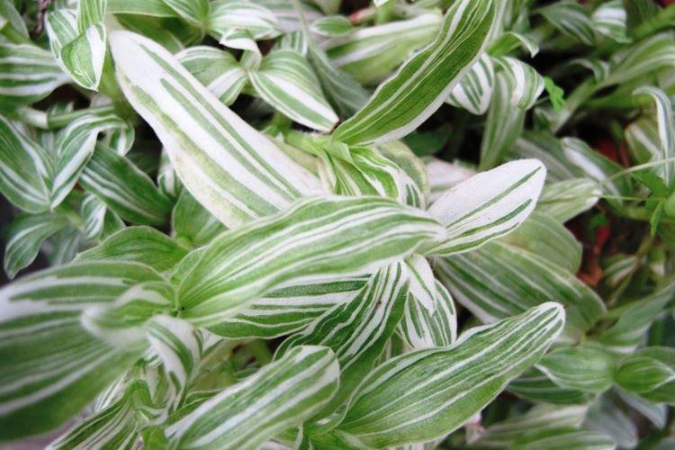 Tradescantia - photo