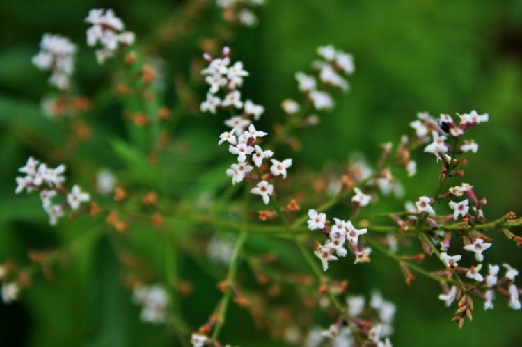 Verveine citronnée - Types de verveine