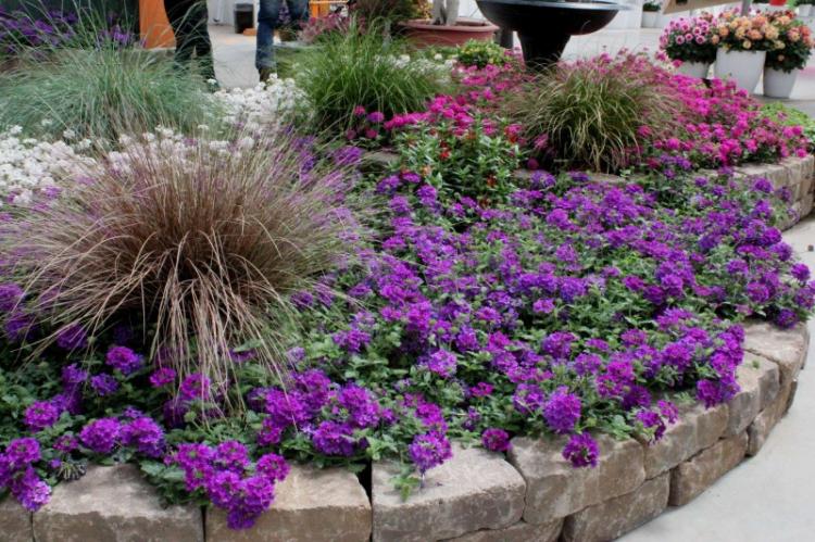 Engrais et pansements - Soin verveine