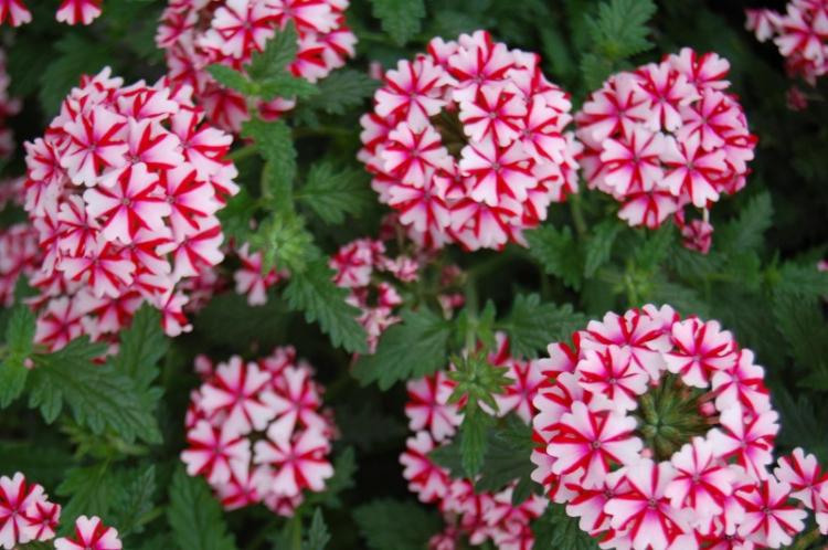 Engrais et pansements - Soin verveine