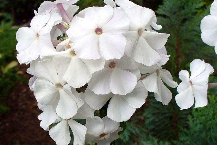 Albatros - Espèces et variétés de phlox