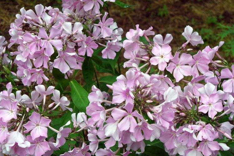 Manon - Types et variétés de phlox