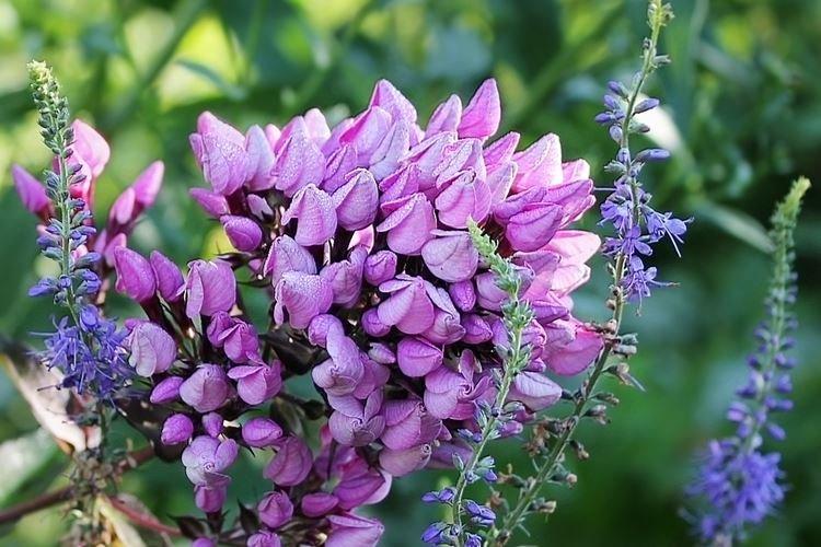 Bourgeon - Types et variétés de phlox