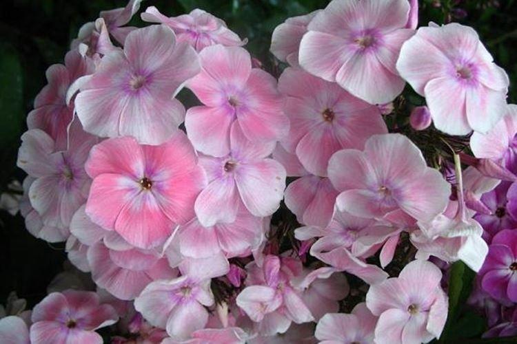 Isabelle - Types et variétés de phlox