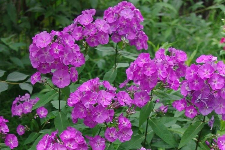 Stranger - Types et variétés de phlox