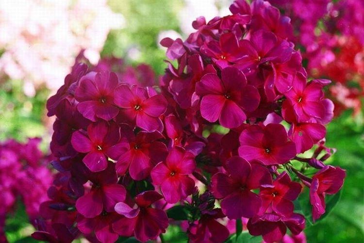 Michel Mercier - Types et variétés de phlox