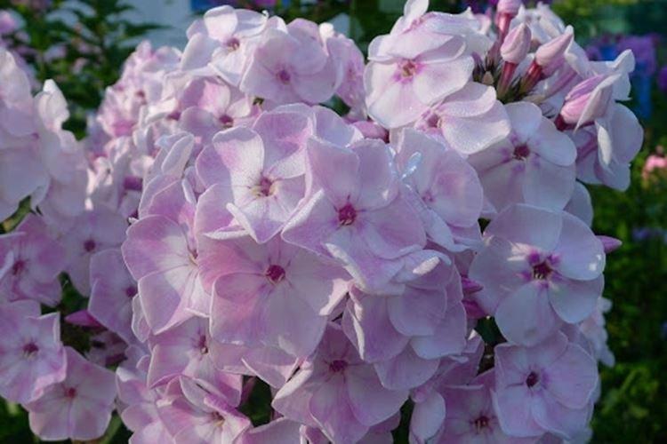 Bouquet d'automne - Types et variétés de phlox