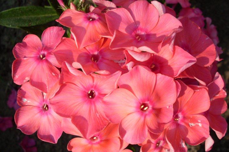 Conte de fées de Moscou - Types et variétés de phlox
