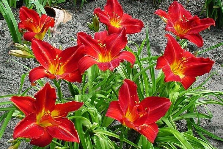 Anzac - Types et variétés d'hémérocalles