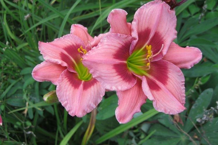 Cherry Valentine - Types et variétés d'hémérocalles