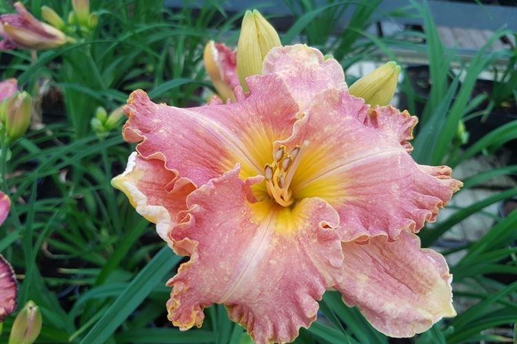 Diva Choice - Types et variétés d'hémérocalles