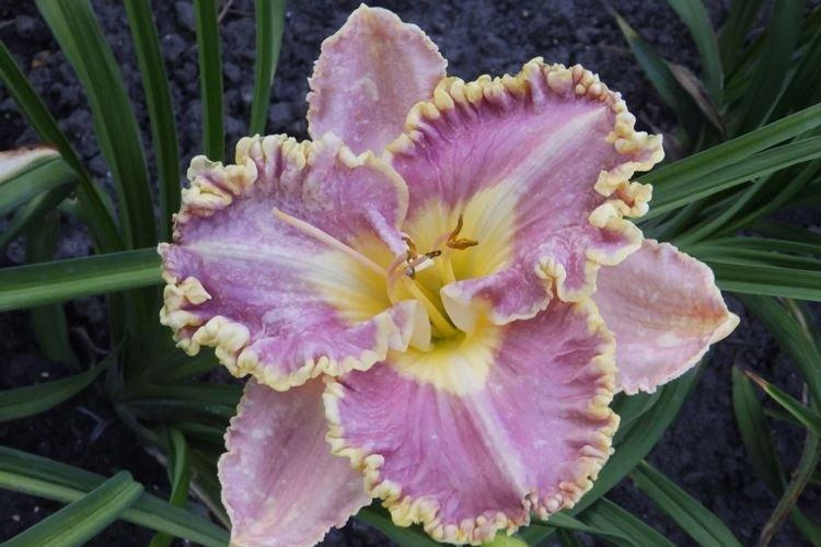 Best-seller - Types et variétés d'hémérocalles