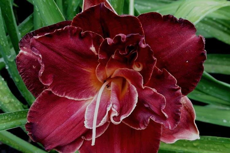 Amour de Bourgogne - Types et variétés d'hémérocalles