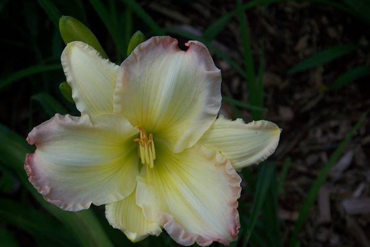 Big Smile - Types et variétés d'hémérocalles