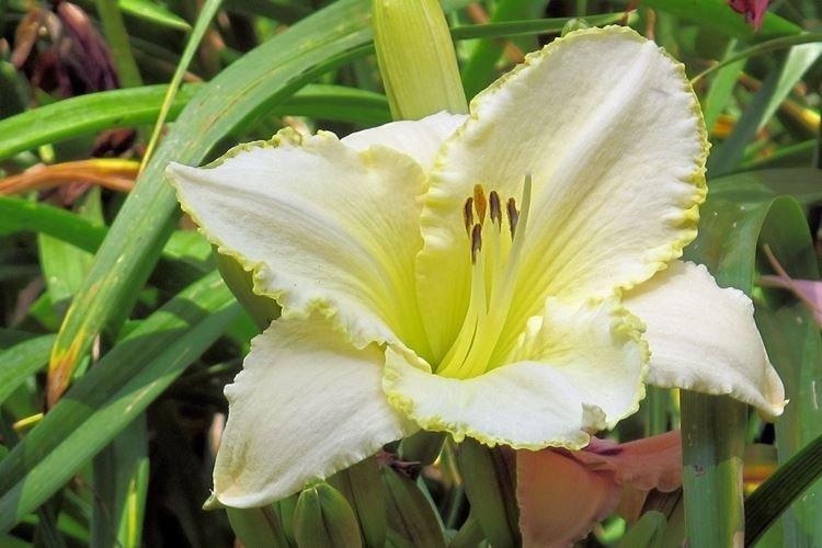 Blizzard Bay - Types et variétés d'hémérocalles