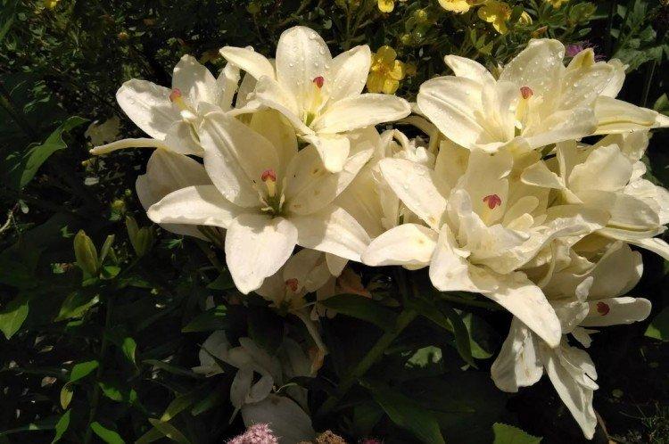 Aaron - Types et variétés de lys