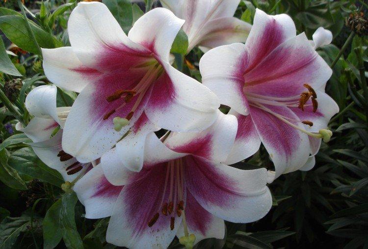 Triomphant - Types et variétés de lys