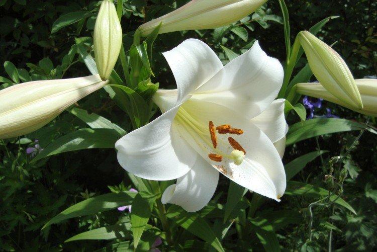 White Triumph - Types et variétés de lys