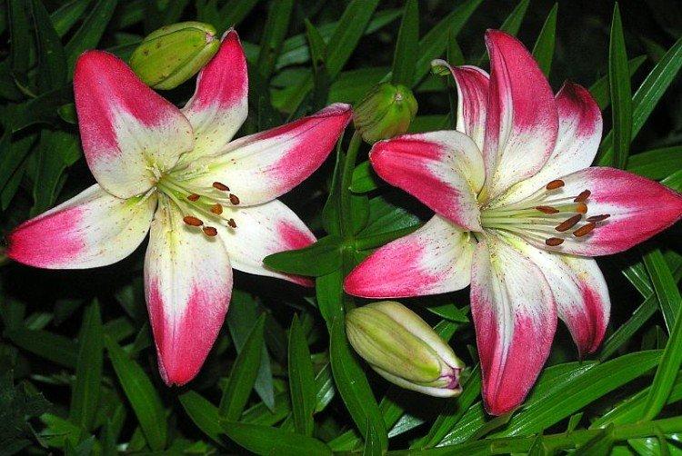 Lollipop - Types et variétés de lys