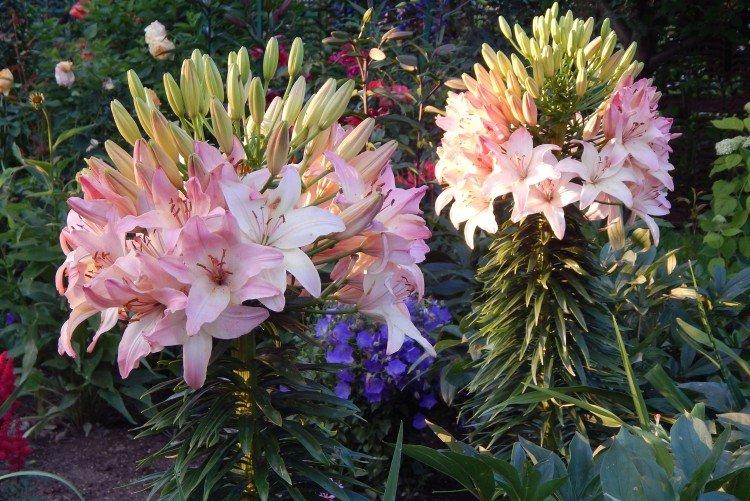 Marlene - Types et variétés de lys