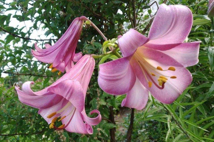Pink Perfection - Types et variétés de lys