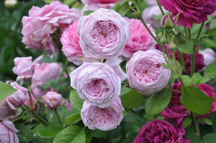 Spirit Of Freedom - Types et variétés de rosiers