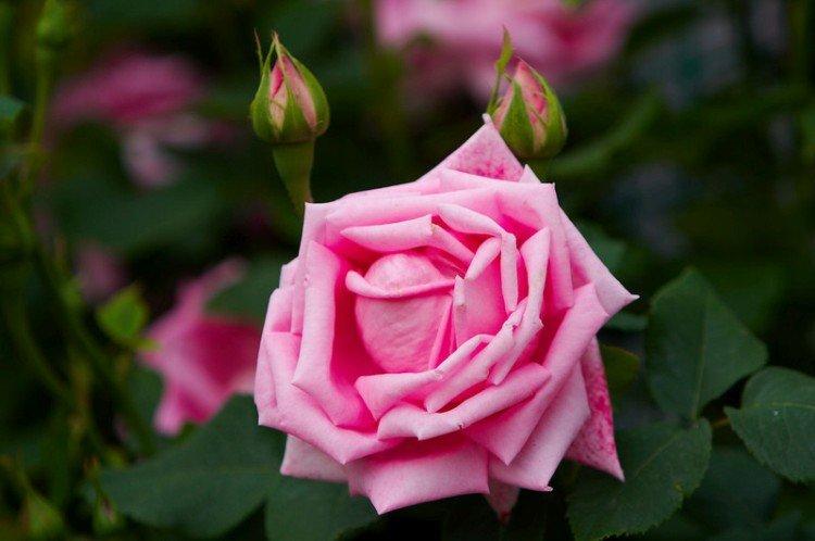 Georg Arends - Types et variétés de roses remontantes