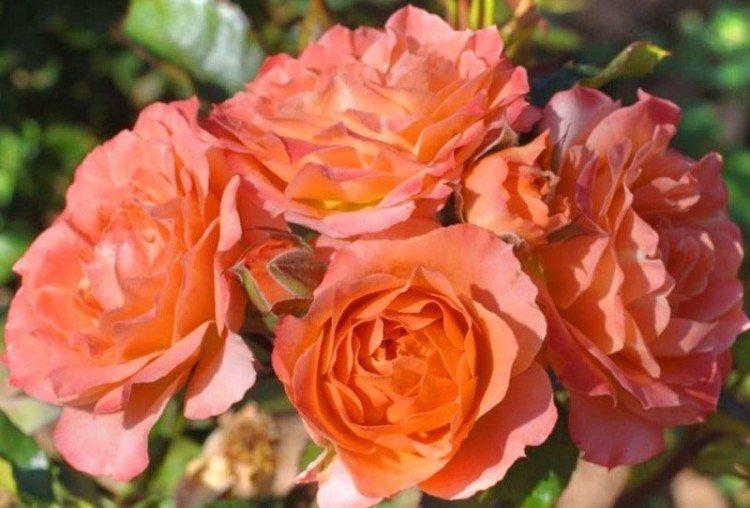 Colibri - Types et variétés de roses naines