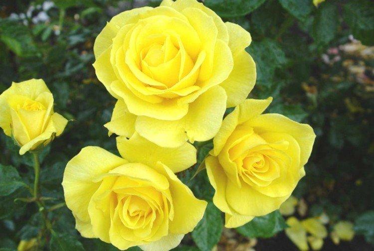 Gold Symphony - Types et variétés de roses naines