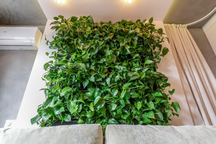 Caractéristiques générales - Plantes d'intérieur grimpantes