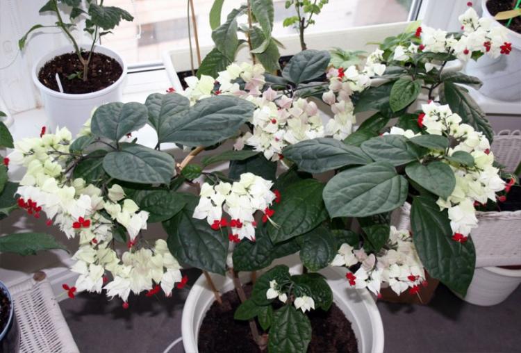 Clerodendrum - Types de plantes grimpantes d'intérieur
