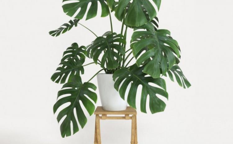Monstera - Types de plantes d'intérieur grimpantes